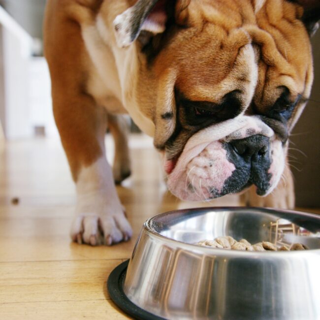 Bowl, dog and eating food in home with purebred pet for breakfast, companionship or hunger. Animal,