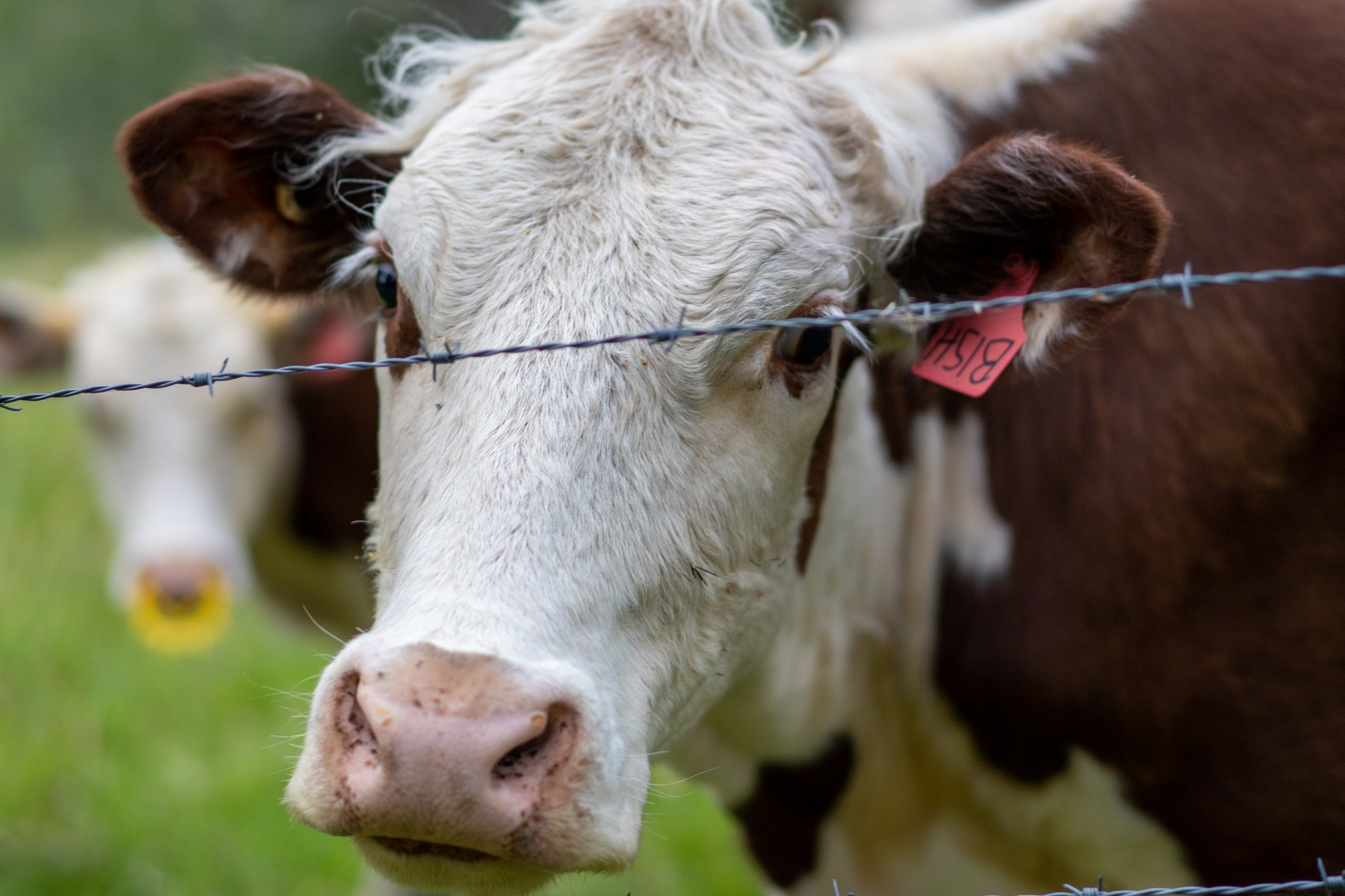 Cow