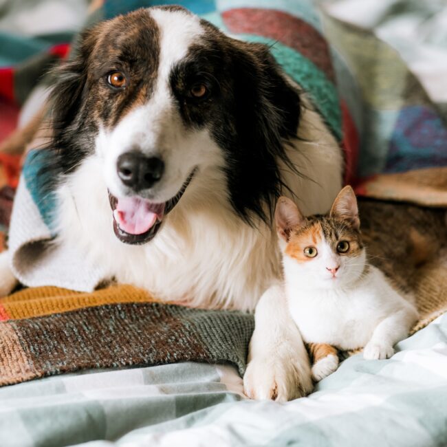 cute little cat and dog in bed at home