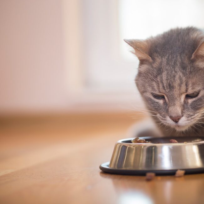 Feeding the cat