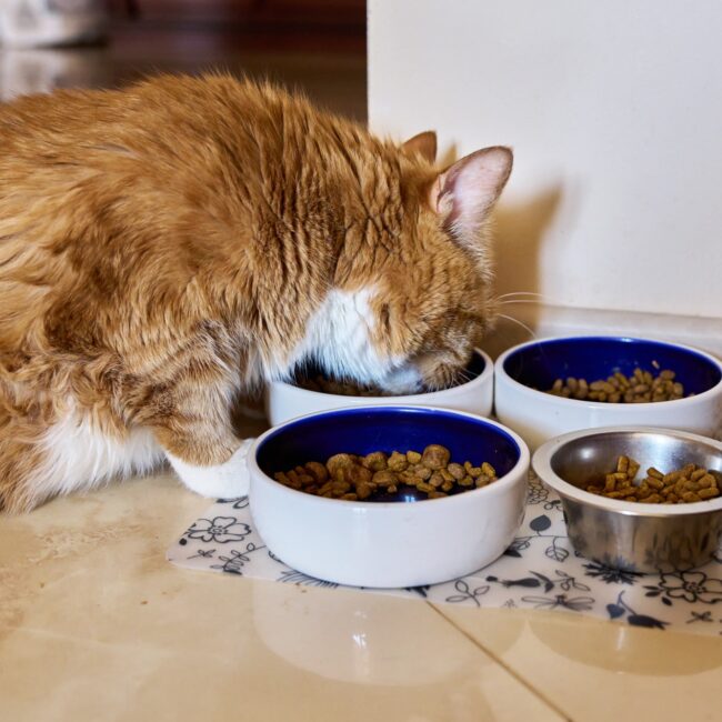 Funny big red cat pet eats food, at home in the kitchen from animal plates