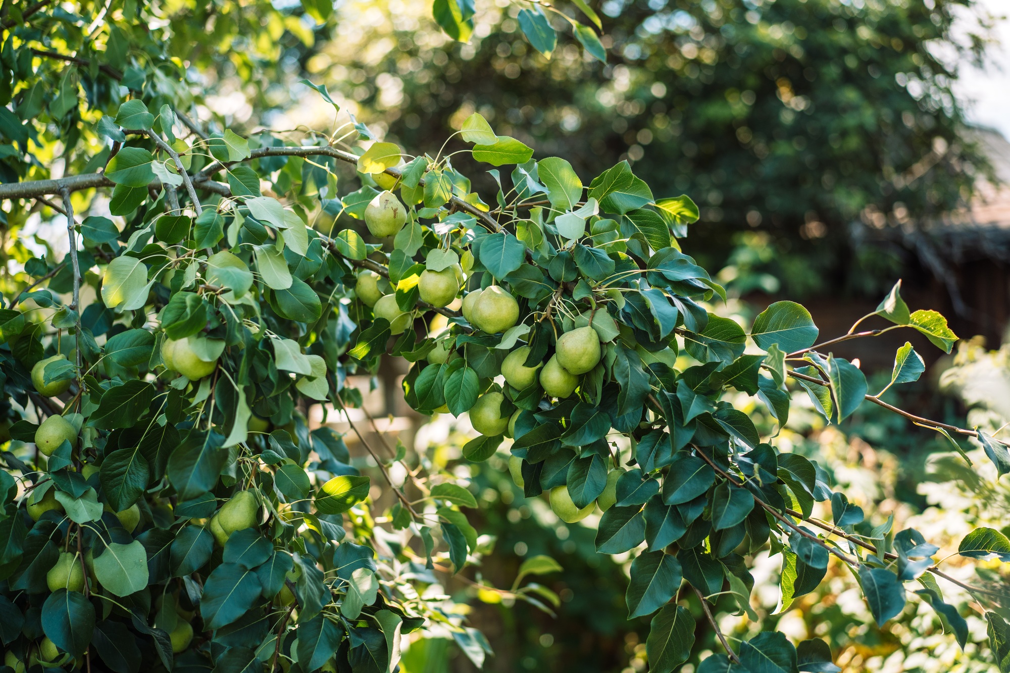 Pear tree branch with green leaves and ripe fruits