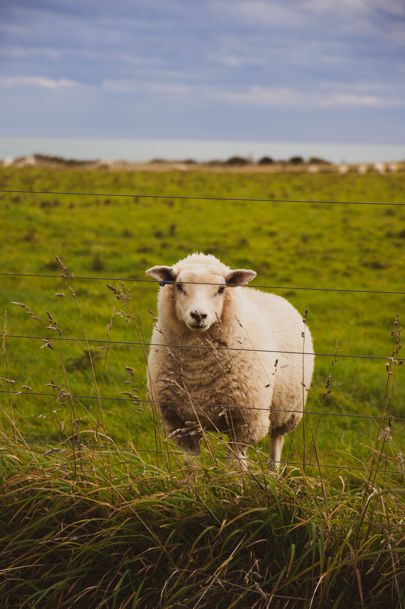 Sheep animal wild
